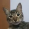 nael.zinho