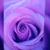 1_61_80