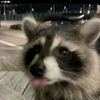 ilvraccoonsupremacy
