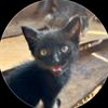 Animalsrescue