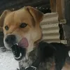 dog_rammstein.666