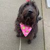 therealbelladoodle
