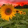 sun.flower1482