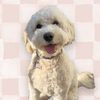 shythedood
