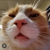 _nilton_33