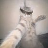 cris_59022
