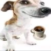 perro.expreso