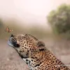 raylanepereira7