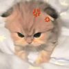 yedani_2