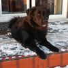 begginerdogtrainer