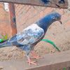 arslan.dogar433