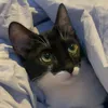 thatkittymusa
