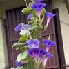 flower.lover080