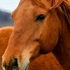 p9s.horsey