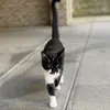 ludo_vjca