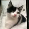 thenamelesscat05