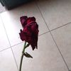 lydd_123
