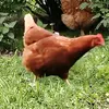 angry_chikenkfc