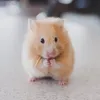 michamoantonio