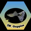 jm_guppies