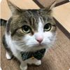 el_gatito_fino