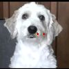 pelichito_432