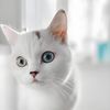 funny.pets.76