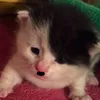 moostash