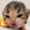 lactuvan.0