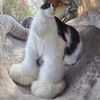 KITTY_TOK🐈