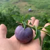 Mộc Châu hoa quả