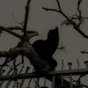 🍃🕊️  𝑴𝑶𝑹𝑻𝑨𝑫𝑨