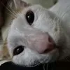 kat.hy_01
