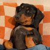 Dachshund.Ai