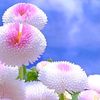 ahrymed_ahmeryemd