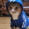 sooniethecatt
