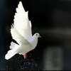 richj834