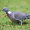 merle.ultraprivat72