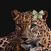 flora_fy1