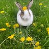 BinkytheBunny