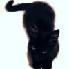 pheecats