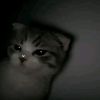 renatahere_15