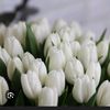 abdullayevna_m34