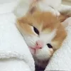 abcdxyz_462