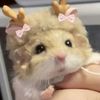 shaa_16.12