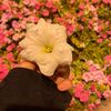 fatema.saiff