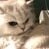Ccccat lover