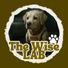The Wise Lab 🐶🐕‍🦺