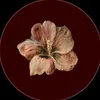 .nznz4