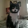 sudouthecat24